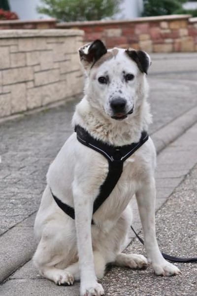 Ninja  Liebevolle Sanftmut trifft ...