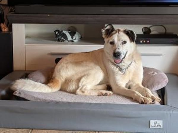 Ninja  Liebevolle Sanftmut trifft ...