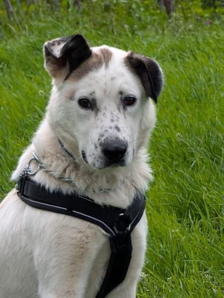 Ninja  Liebevolle Sanftmut trifft ...