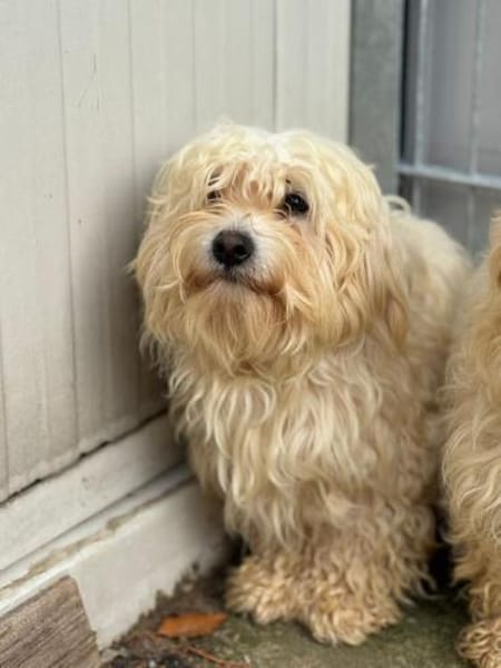 Charlie, Elliot, Woodstock, Milo, Fiete