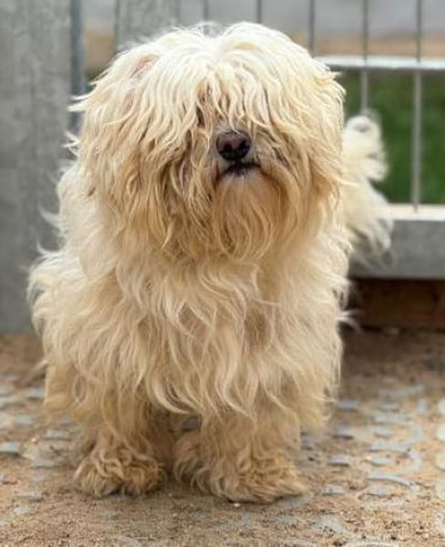 Charlie, Elliot, Woodstock, Milo, Fiete