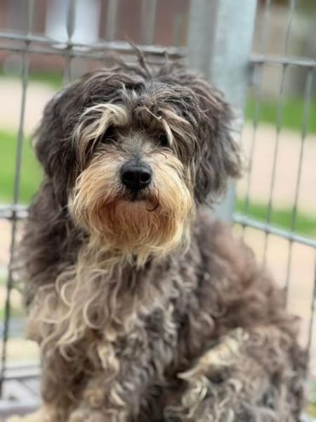 Charlie, Elliot, Woodstock, Milo, Fiete