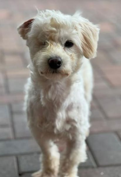 Charlie, Elliot, Woodstock, Milo, Fiete