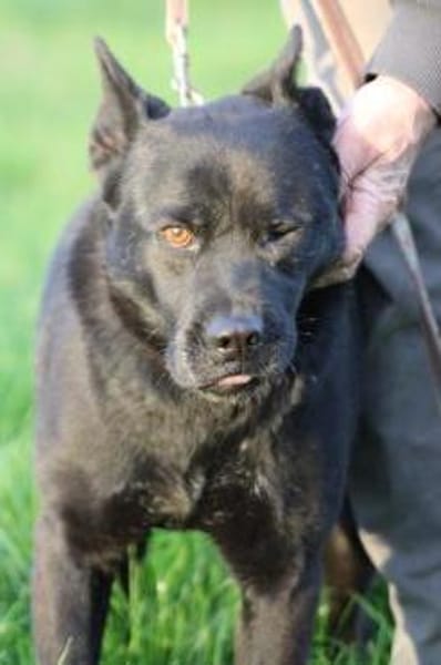 Kiono - zutraulich u. umgänglich