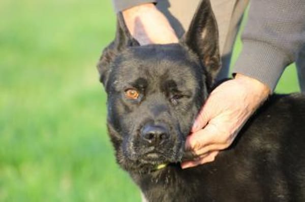 Kiono - zutraulich u. umgänglich