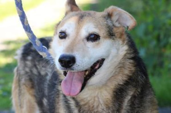 Haro - lieber, ruhiger Rüde