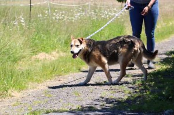 Haro - lieber, ruhiger Rüde