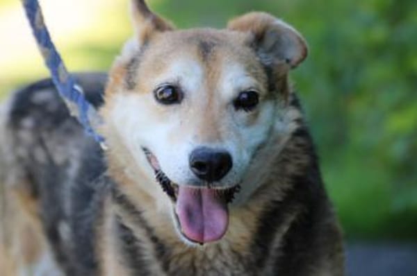 Haro - lieber, ruhiger Rüde