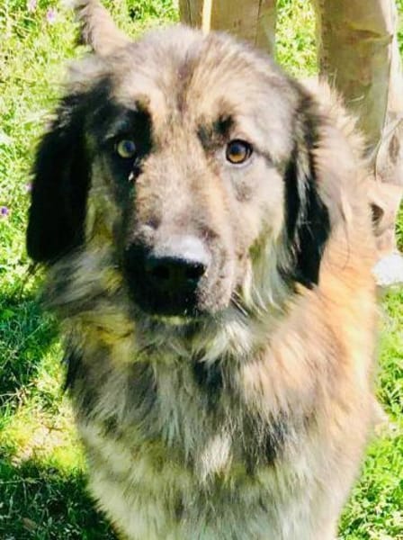 Clooney´s Herz ist gebrochen...