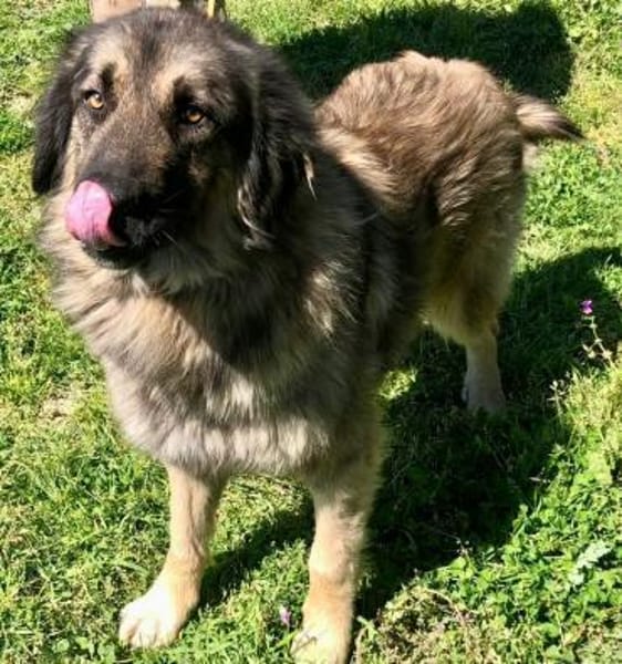 Clooney´s Herz ist gebrochen...