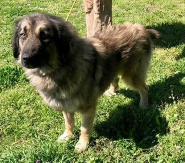 Clooney´s Herz ist gebrochen...