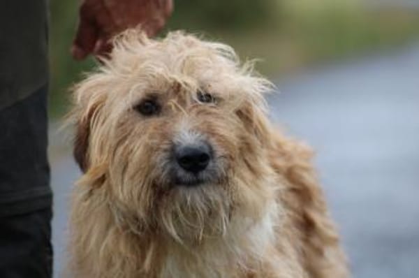 Ilio - hübscher Wuschelrüde