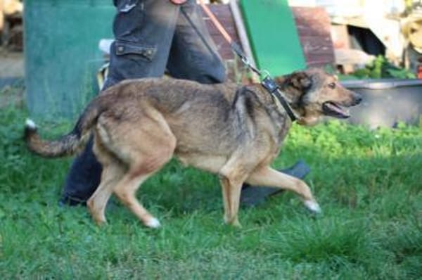 Cuno - zutraulich u. freundlich