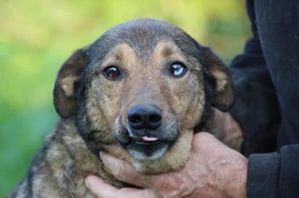 Cuno - zutraulich u. freundlich