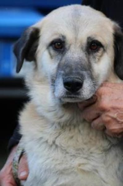 Mana - sehr verschmust u. lieb