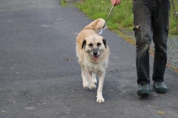 Mana - sehr verschmust u. lieb