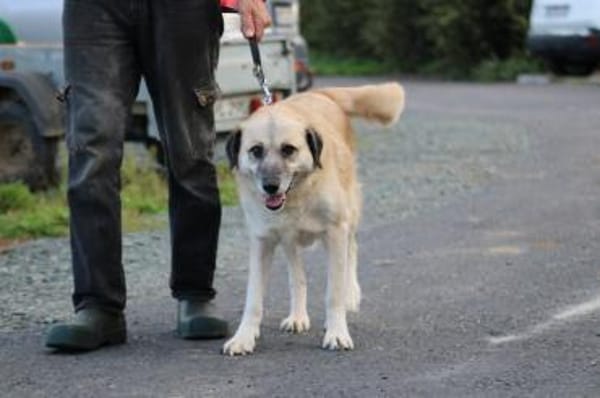 Mana - sehr verschmust u. lieb