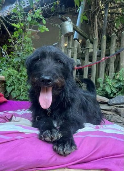 Sanfter Riese sucht Körbchen