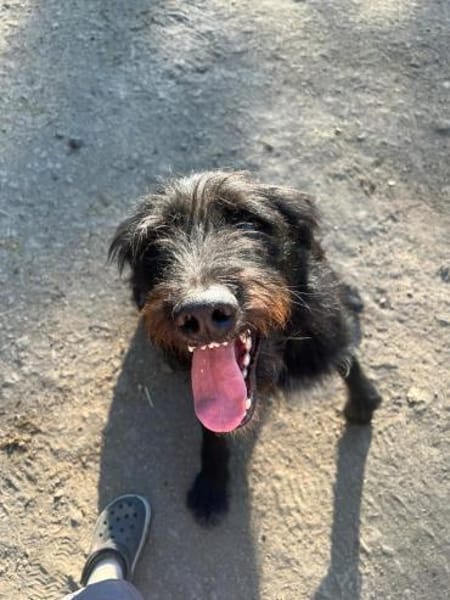 Sanfter Riese sucht Körbchen