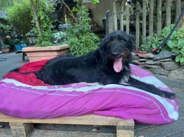 Sanfter Riese sucht Körbchen