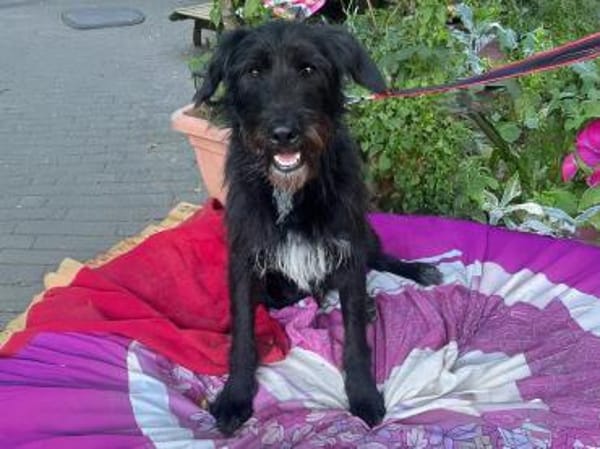 Sanfter Riese sucht Körbchen