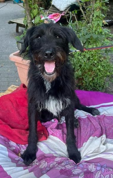 Sanfter Riese sucht Körbchen