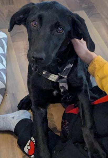 Twinki wartet auf sein Für-Immer-Zuhause