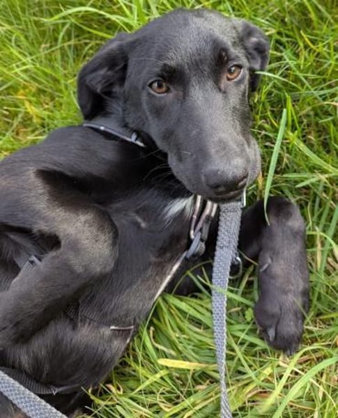 Twinki wartet auf sein Für-Immer-Zuhause