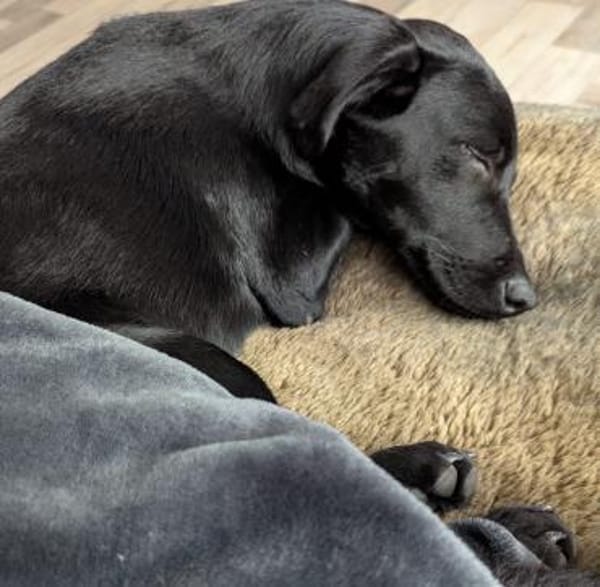 Twinki wartet auf sein Für-Immer-Zuhause