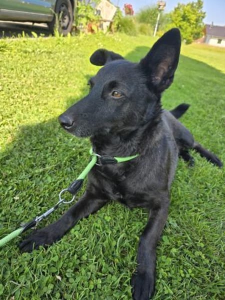 kinderliebe Lyssa sucht ihr Zuhause