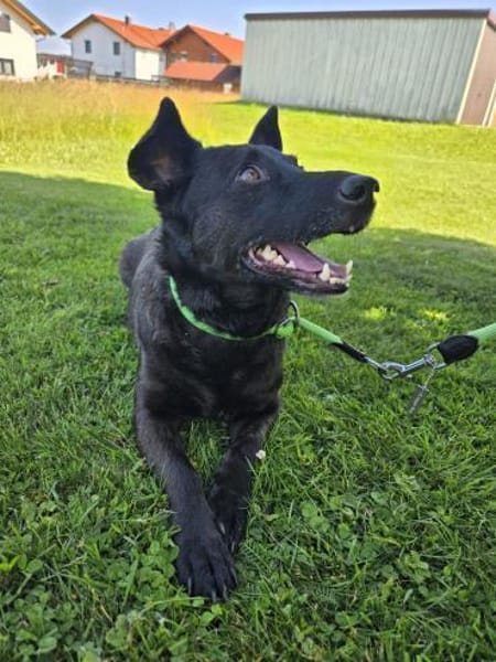 kinderliebe Lyssa sucht ihr Zuhause