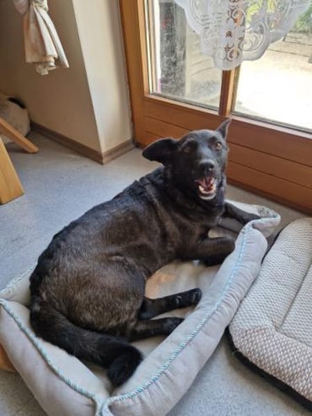 kinderliebe Lyssa sucht ihr Zuhause