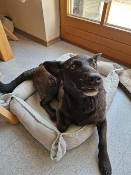 kinderliebe Lyssa sucht ihr Zuhause