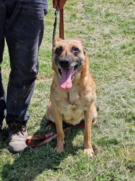 Herz in Not - SOS - RUBY sucht ♥ 🆘