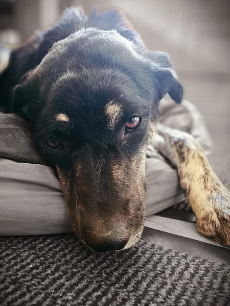 Sonia - ein Sonnenschein