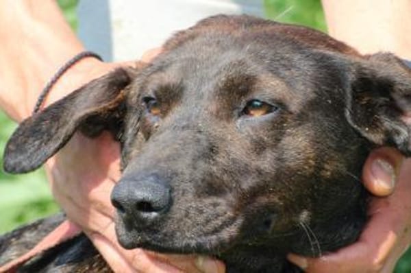 Elany - kinderlieb u. sehr verspielt