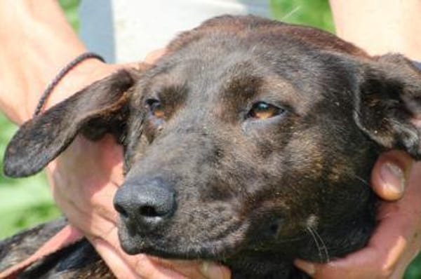 Elany - kinderlieb u. sehr verspielt