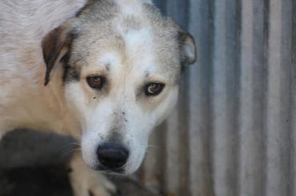 Rico - sehr sanft u.  liebenswert