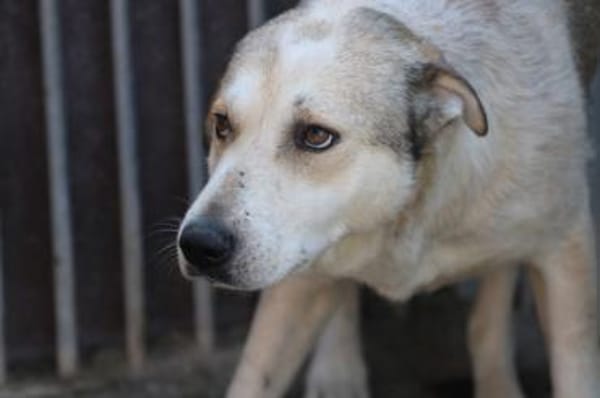 Rico - sehr sanft u.  liebenswert