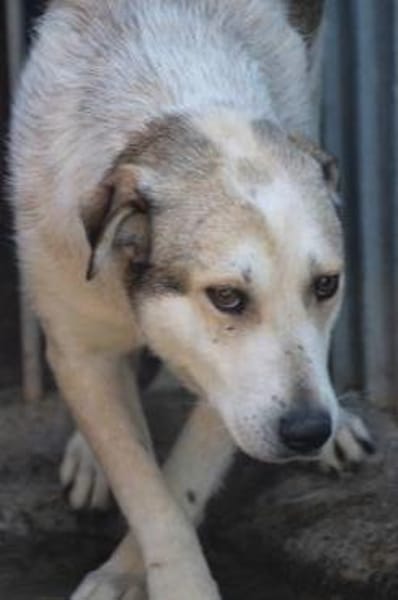 Rico - sehr sanft u.  liebenswert