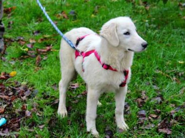 Traumzuhause für Melograna gesucht