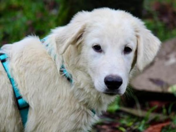 Liebenswerter Mandrake sucht Familie