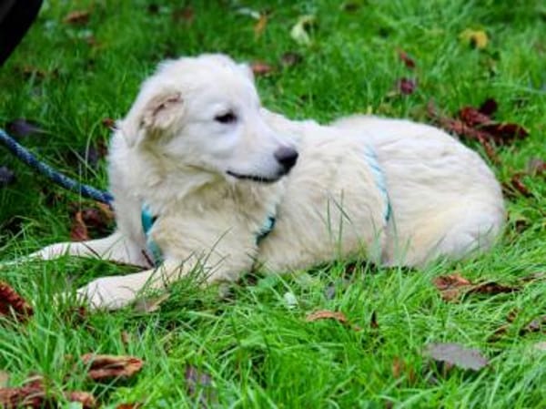 Liebenswerter Mandrake sucht Familie