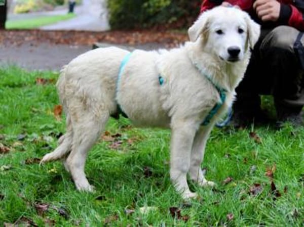 Liebenswerter Mandrake sucht Familie