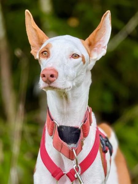 Casper sucht erfahrene Menschen