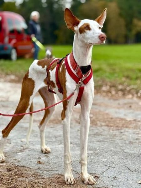 Casper sucht erfahrene Menschen