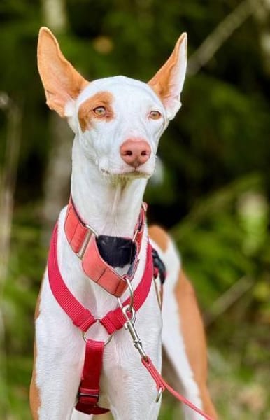 Casper sucht erfahrene Menschen