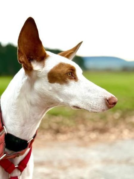 Casper sucht erfahrene Menschen