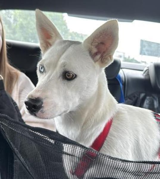 Peggy - Zuhause gesucht