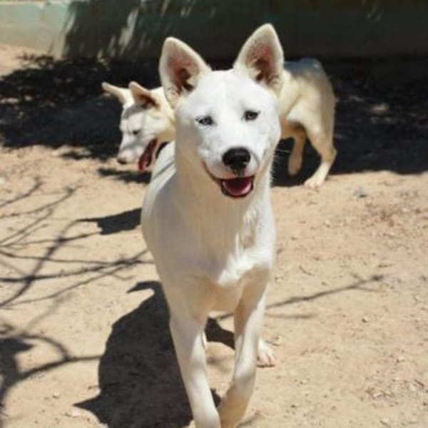 Peggy - Zuhause gesucht